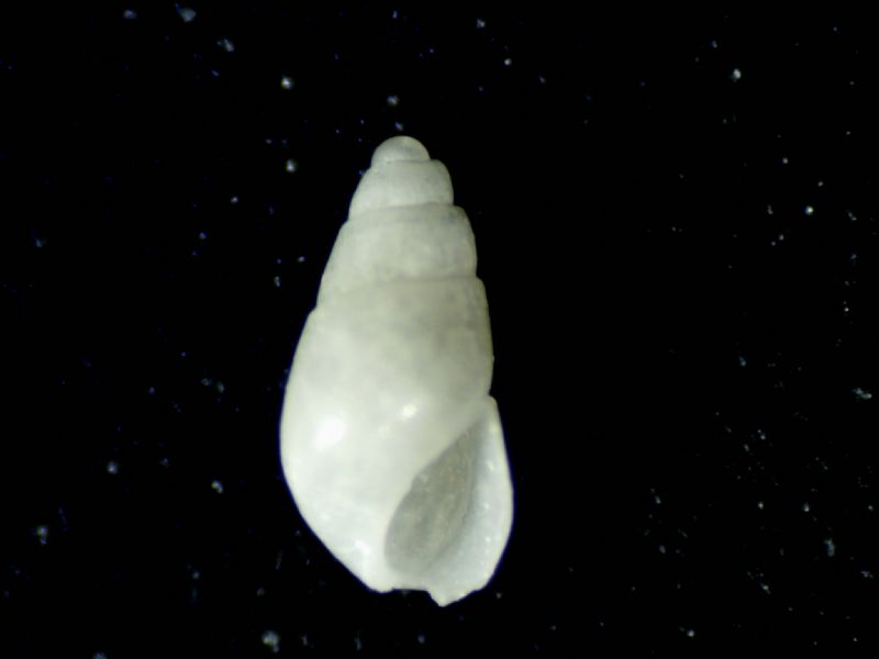 Brachystomia eulimoides?